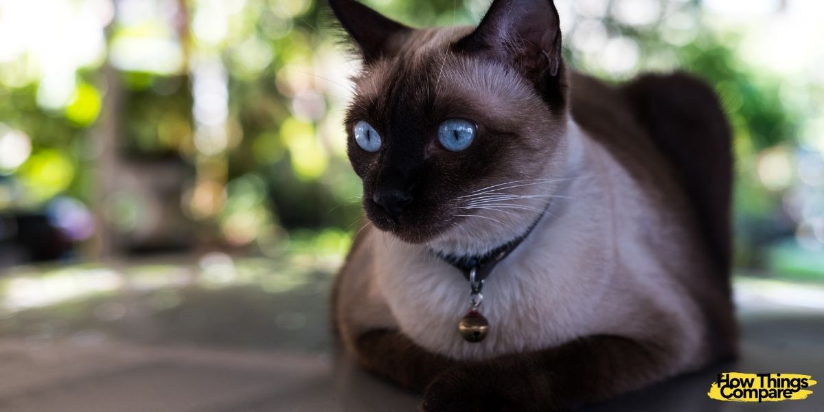 Male Vs Female Siamese Cats What Is The Difference Howthingscompare