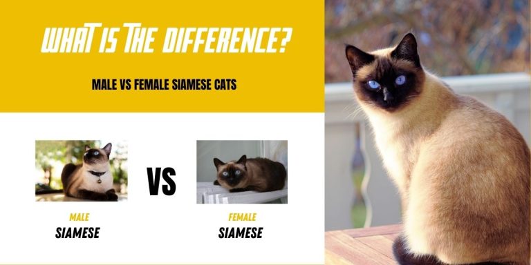 Male Vs Female Siamese Cats What Is The Difference Howthingscompare