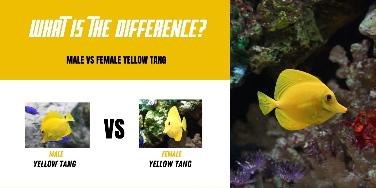 Male vs Female Yellow Tangs - How To Tell The Difference? - Paint Color ...