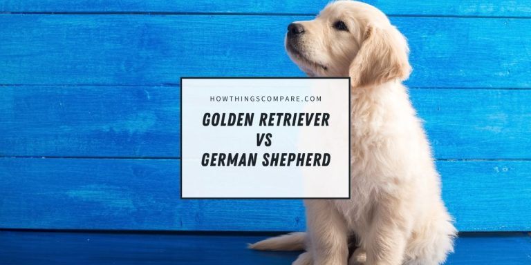 Golden Retriever vs German Shepherd