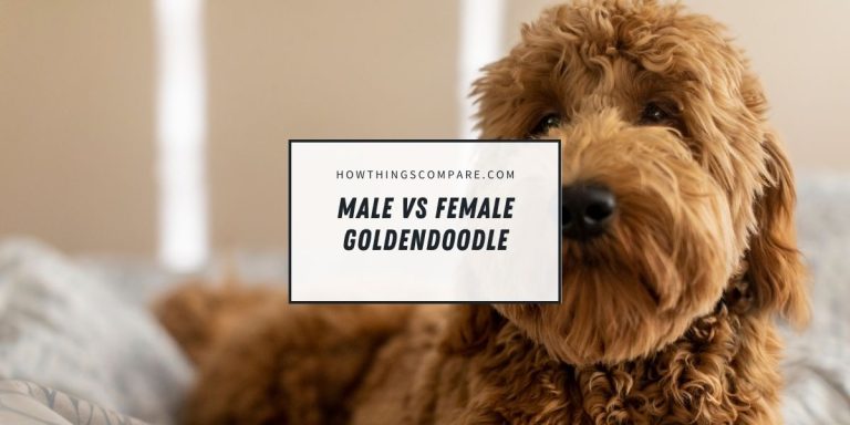 Male vs Female Goldendoodle