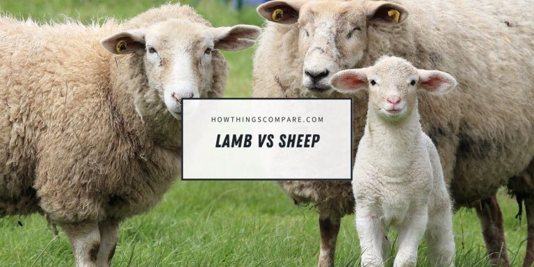 Lamb vs Sheep