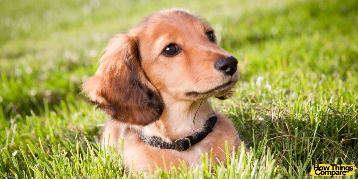 Guard Dogs vs Watchdogs What Are The Differences?