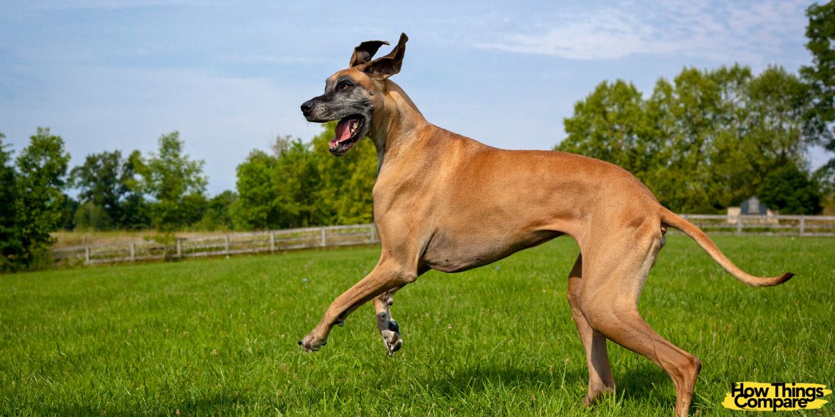 Guard Dogs vs Watchdogs What Are The Differences?