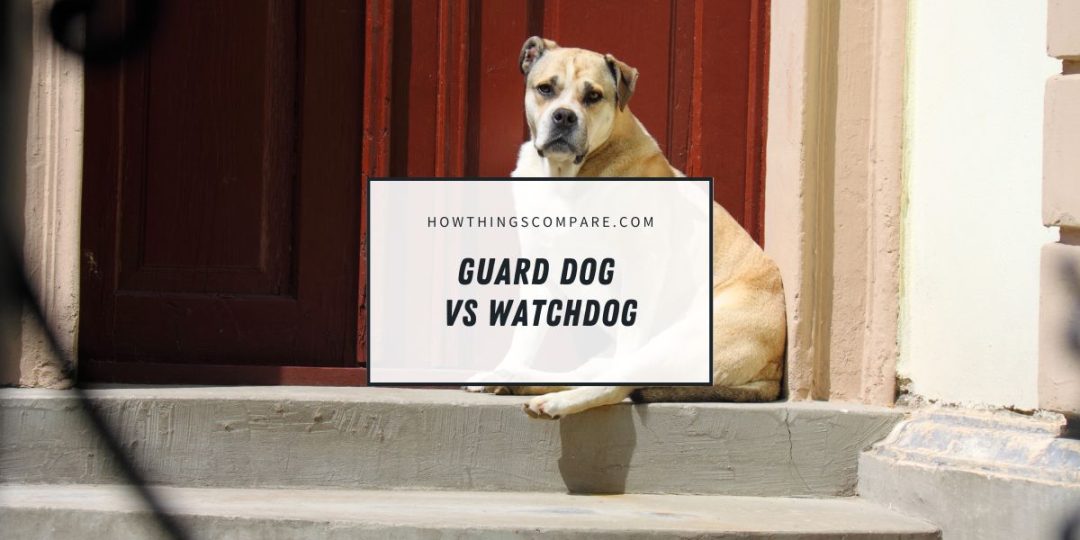 Guard Dogs vs Watchdogs What Are The Differences?