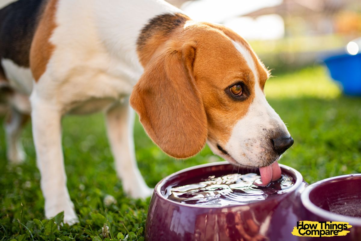 Putting Water In Dog’s Kibble What Are The Pros And Cons