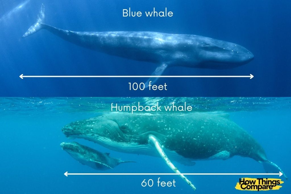 Blue Whale Compared To Double Decker Bus