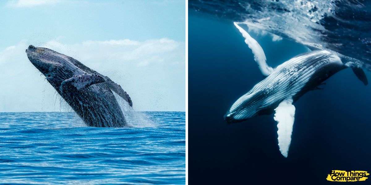 Humpback Whale Vs Blue Whale