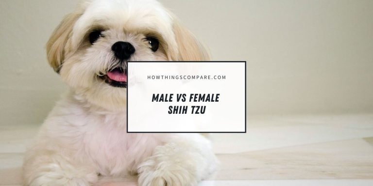 Male vs Female Shih Tzu