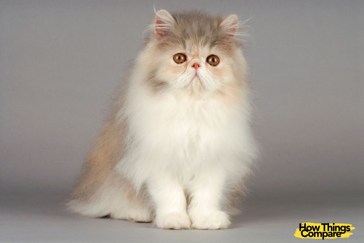 Persian Cat vs Siamese Cat How Do They Compare?