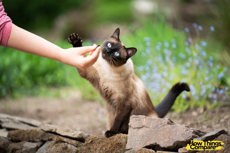 Persian Cat vs Siamese Cat How Do They Compare?