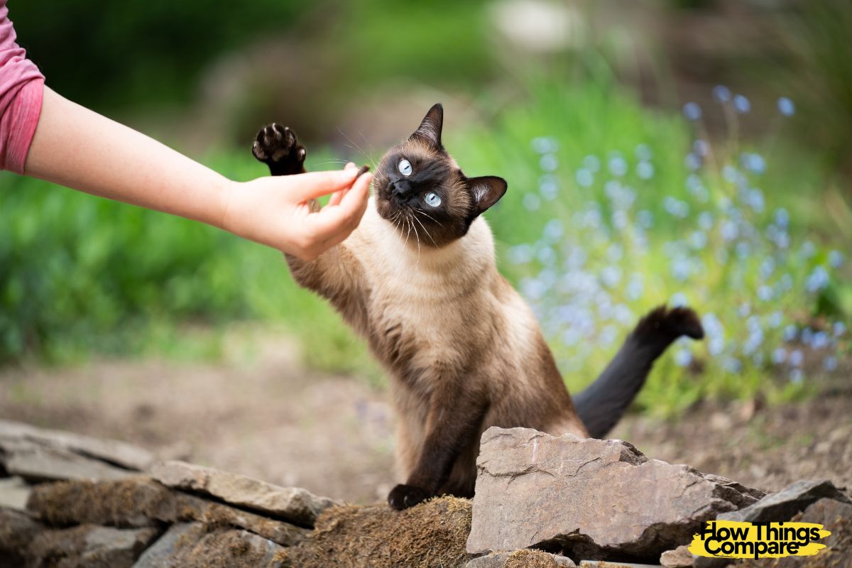 Persian Cat vs Siamese Cat How Do They Compare?