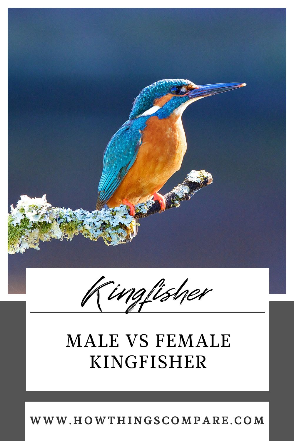 Male vs Female Kingfisher What Are The Differences?
