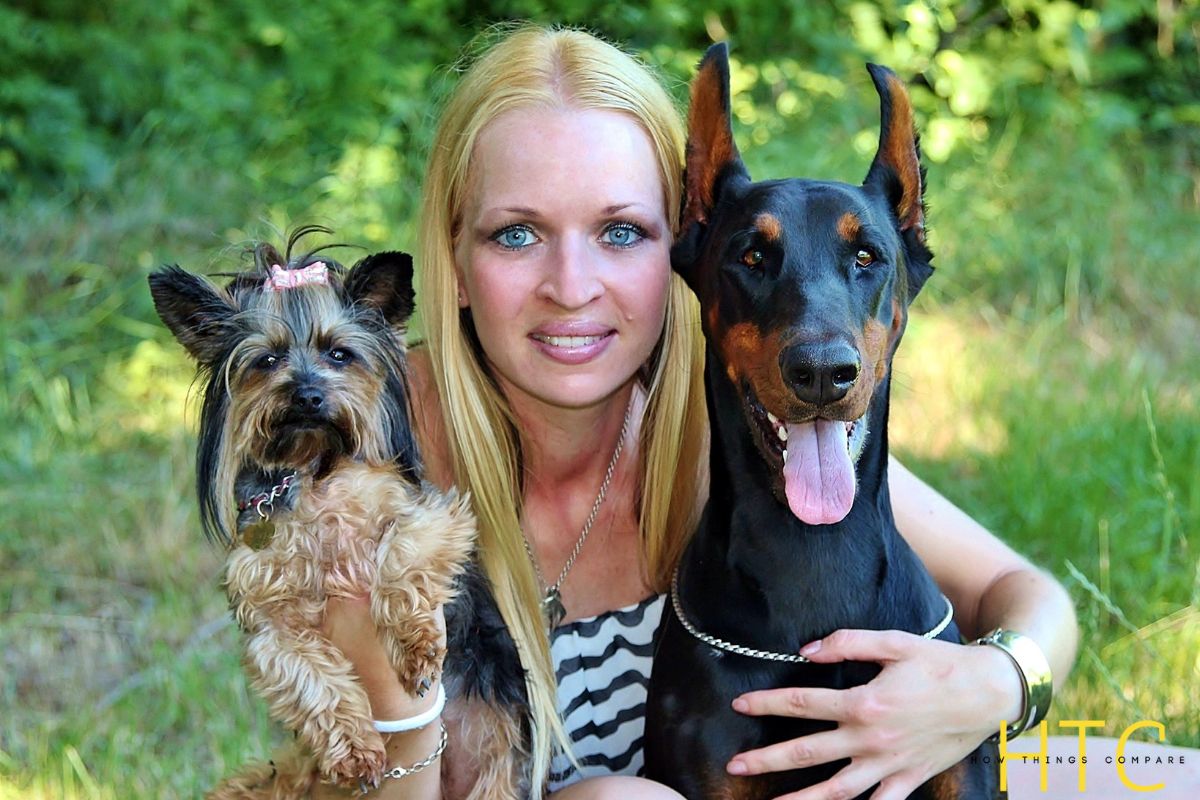 Male vs Female Yorkie How Do They Compare?