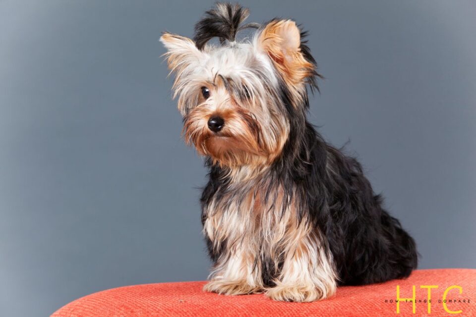 Male vs Female Yorkie How Do They Compare?