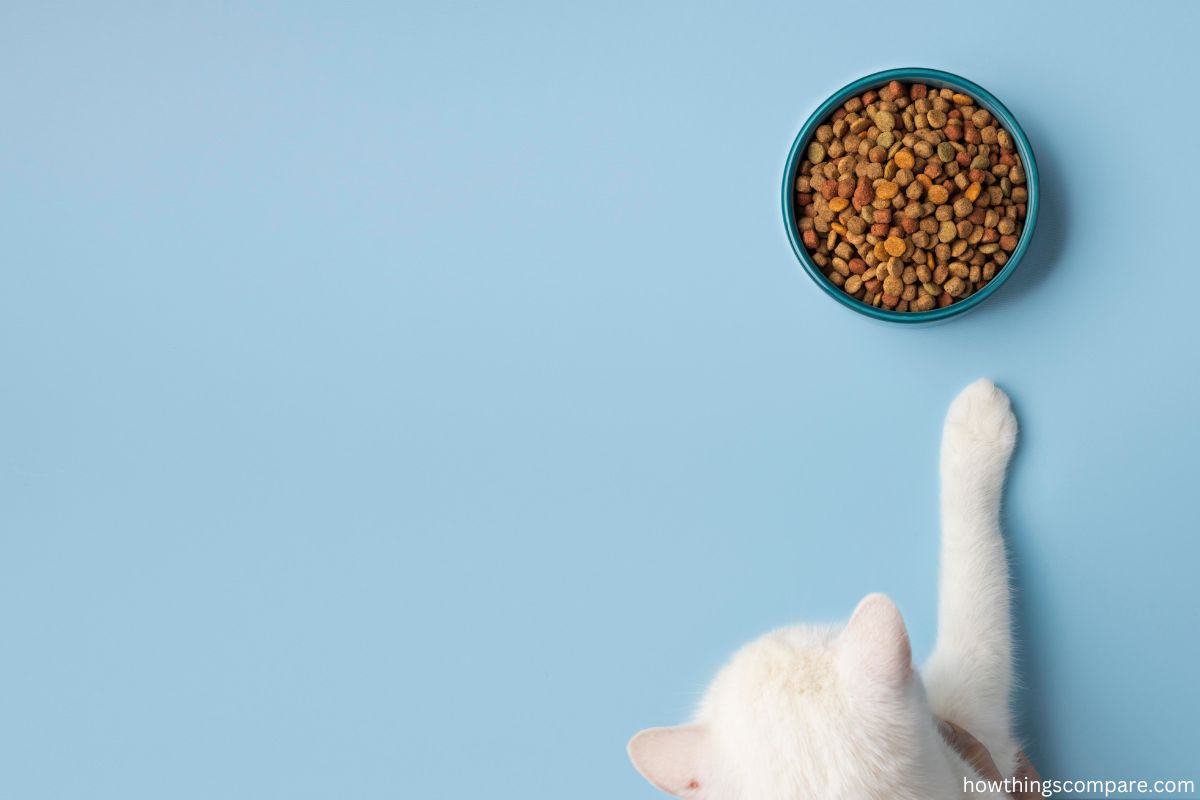 Pros And Cons Of Putting Water In Cat’s Kibble