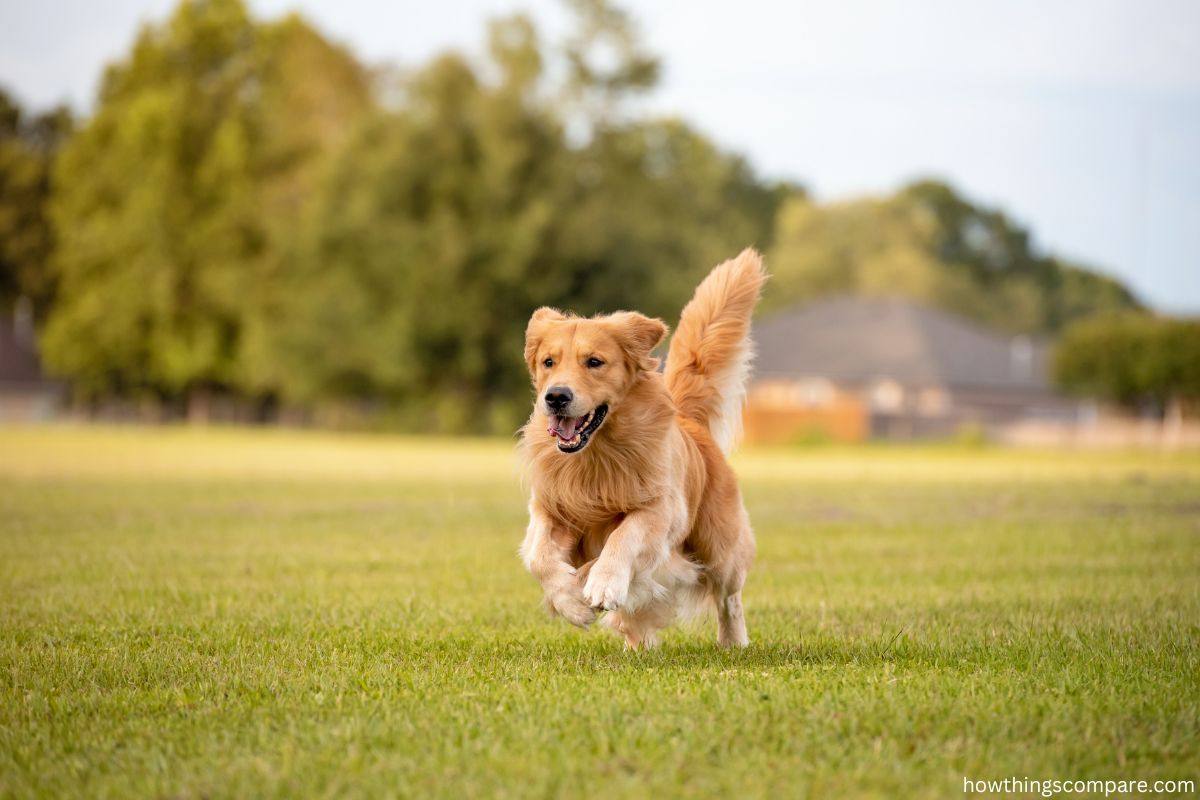 Pros And Cons Of Owning A Golden Retriever