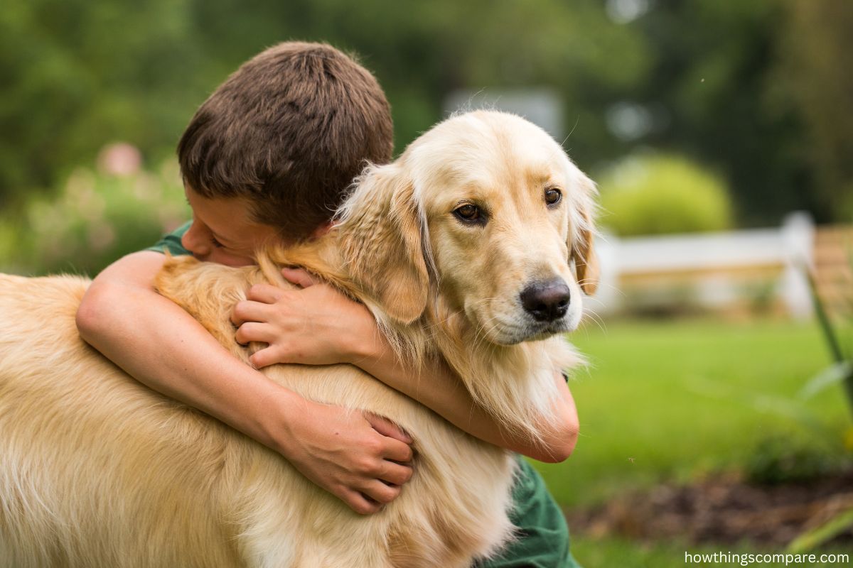 Pros And Cons Of Owning A Golden Retriever