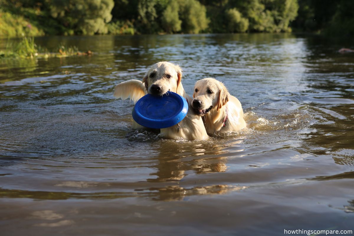 Pros And Cons Of Owning A Golden Retriever