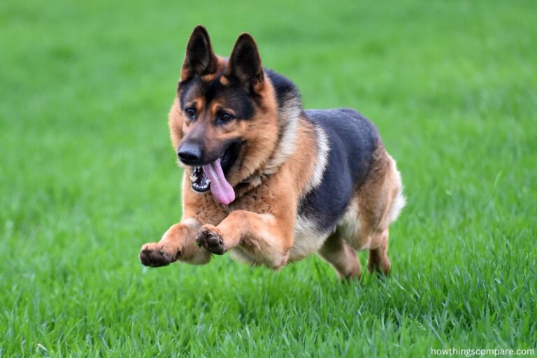 Owning A German Shepherd Pros And Cons